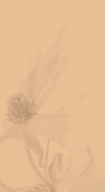 chamomile flower